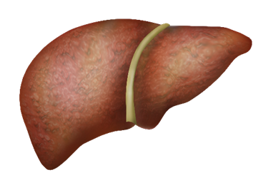 Liver Support